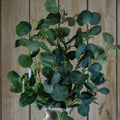Eucalyptus Stem Spray