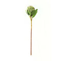 Large Green Protea - Green