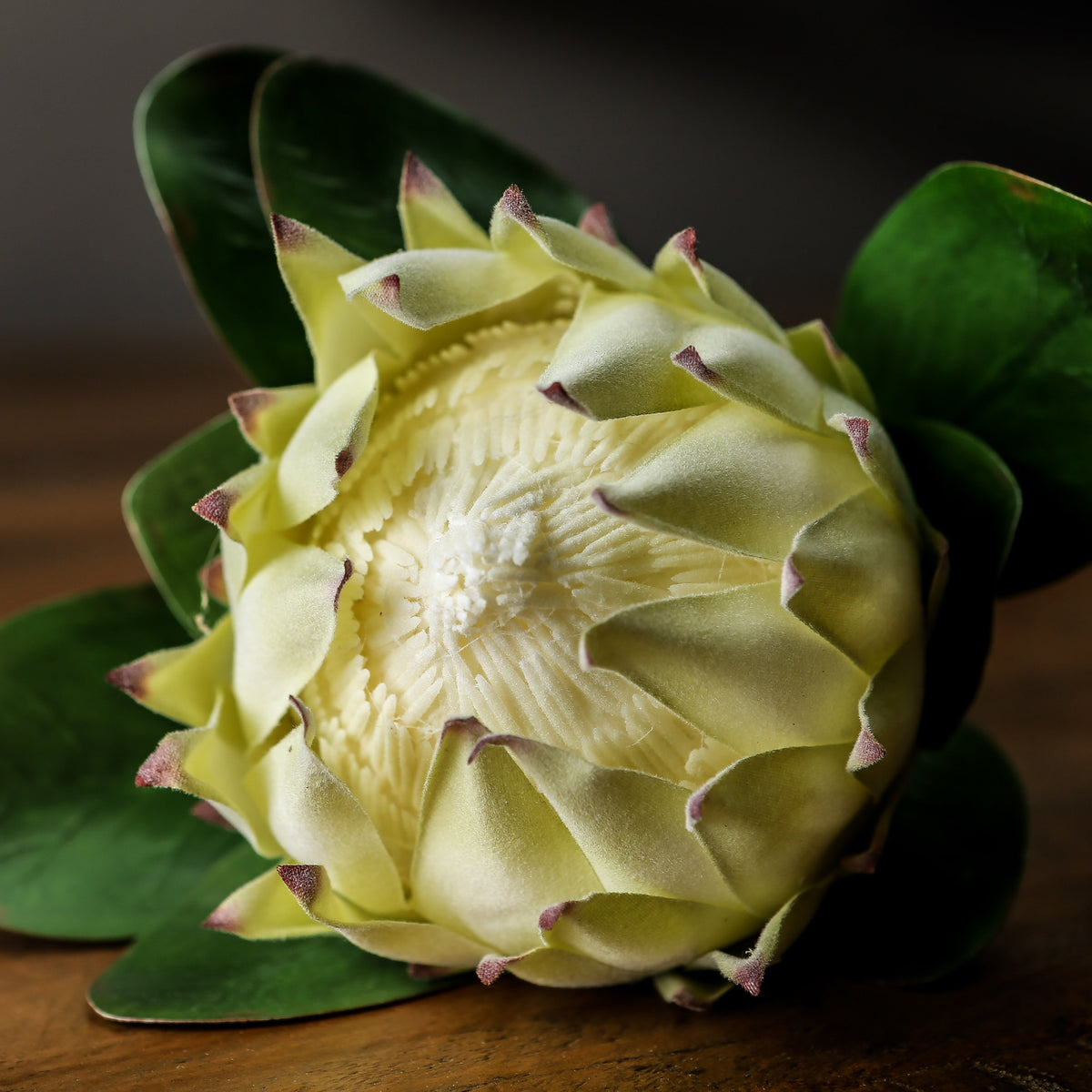 Large White Protea - White