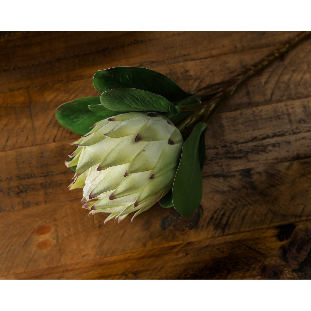 Large White Protea - White