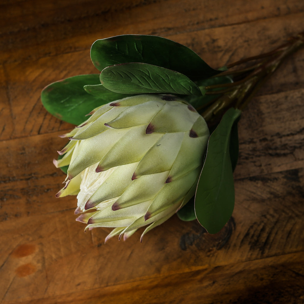 Large White Protea - White