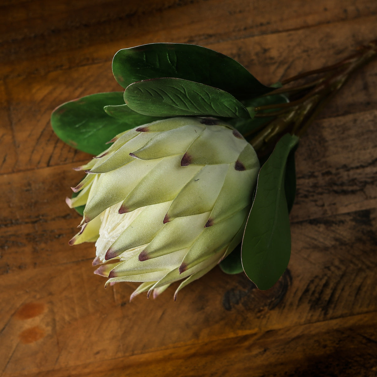 Large White Protea - White
