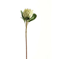 Large White Protea - White