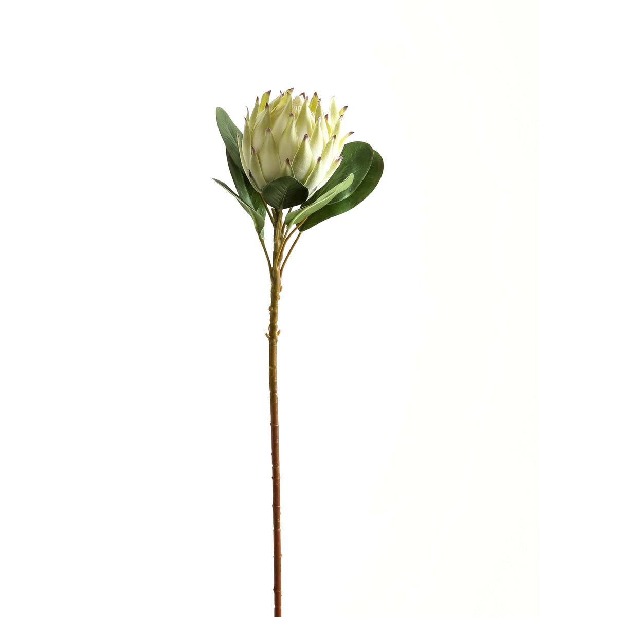 Large White Protea - White