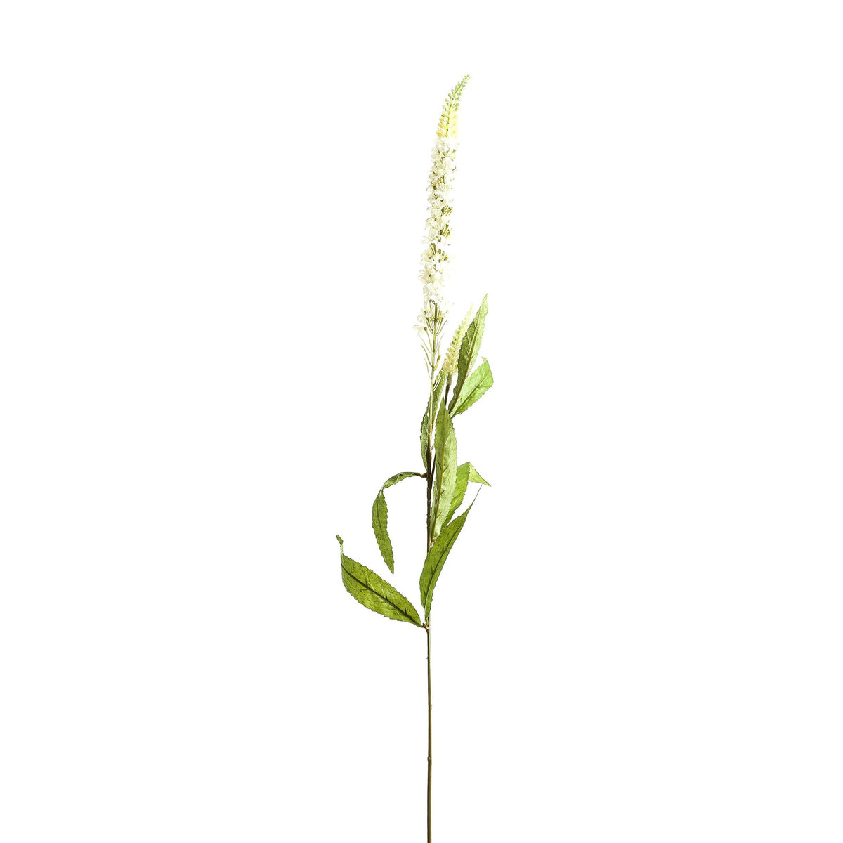 White Veronica Stem - White
