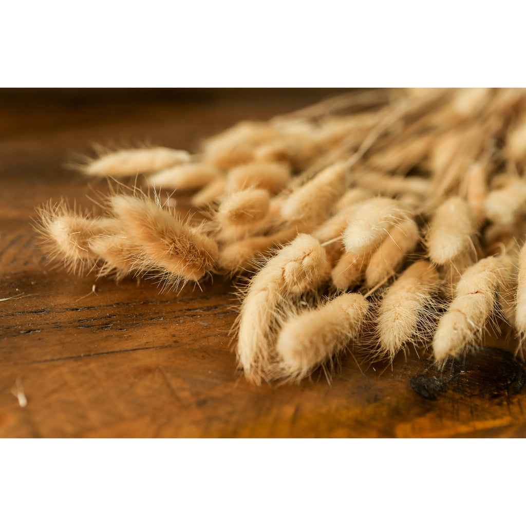 Bouquet of Tall Bunny Tails - White