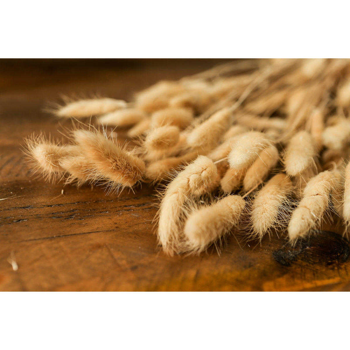 Bouquet of Tall Bunny Tails - White