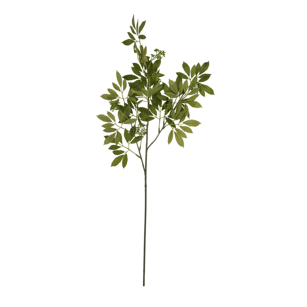 Long Fennel Stem - Green
