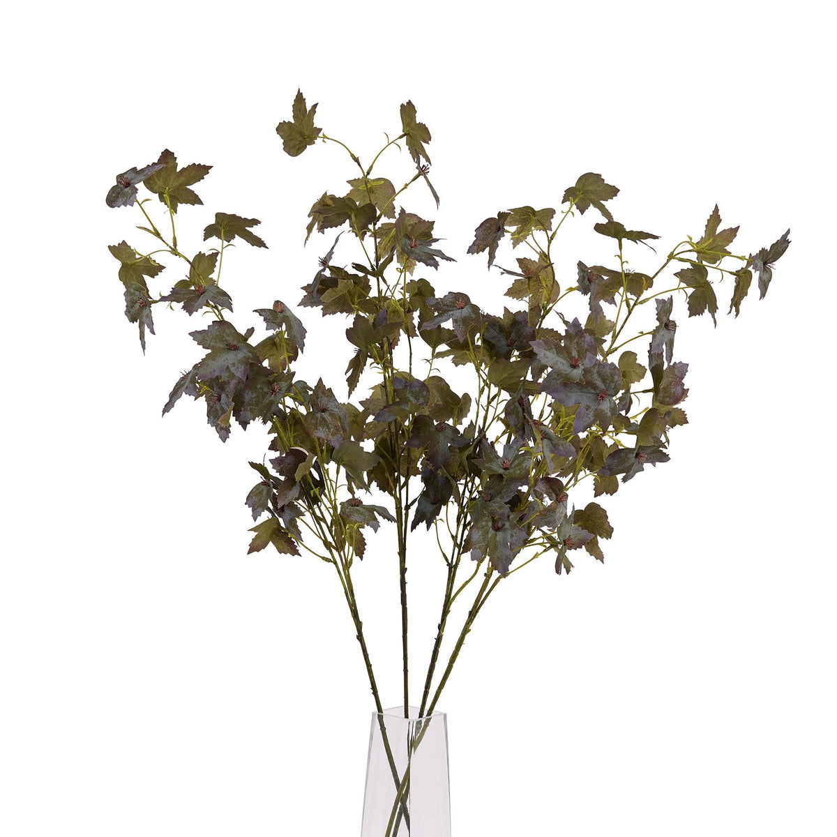Variegated Maple Leaf - Green