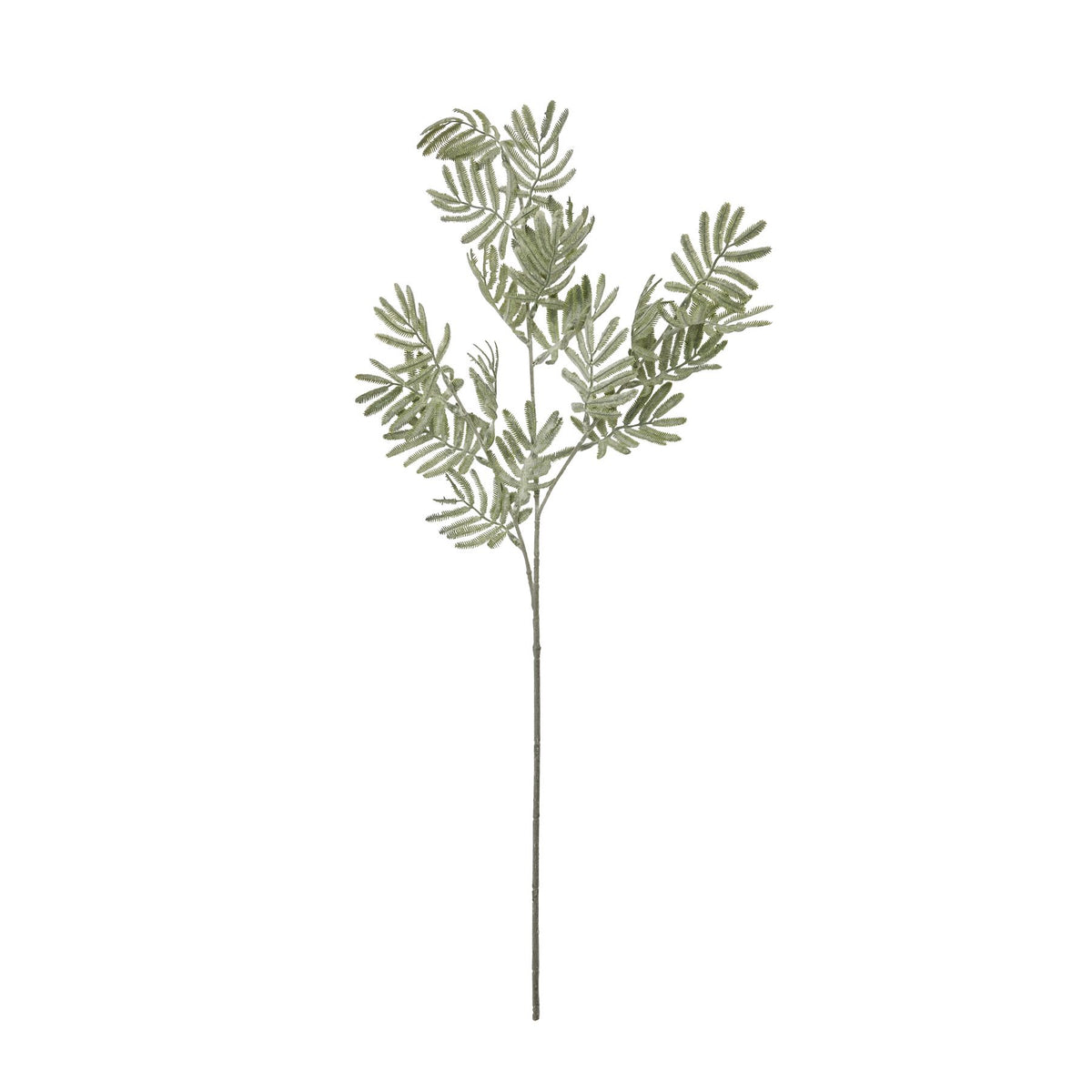 Silver Wattle Leaf - Green