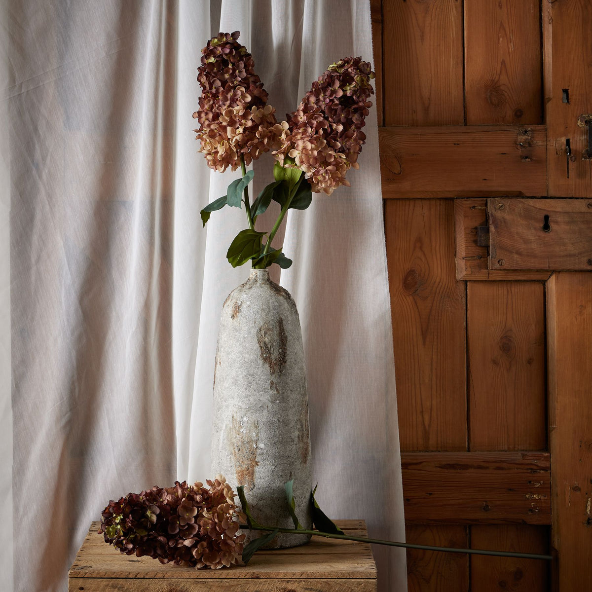 Burgundy Spear Hydrangea - Burgundy