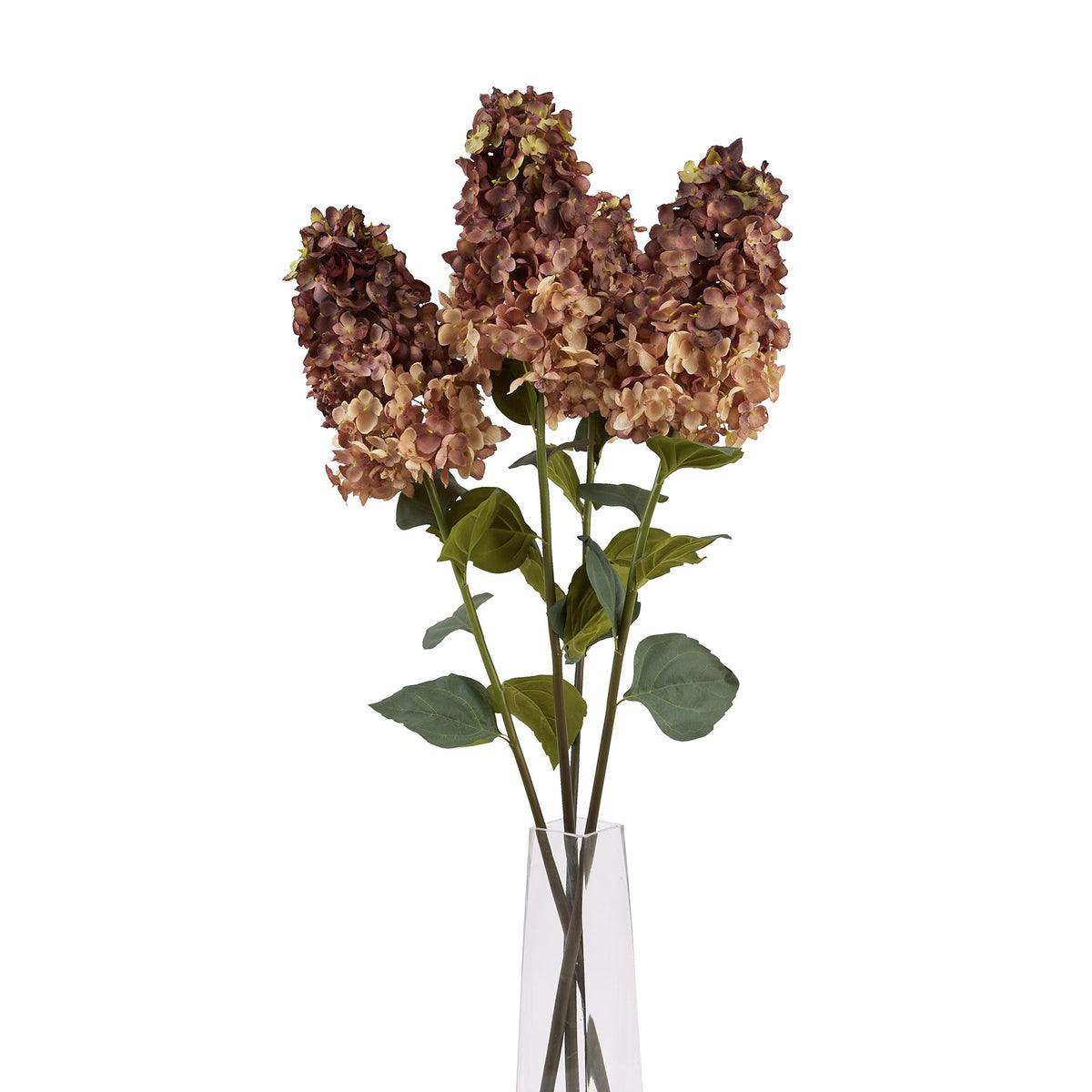 Burgundy Spear Hydrangea - Burgundy