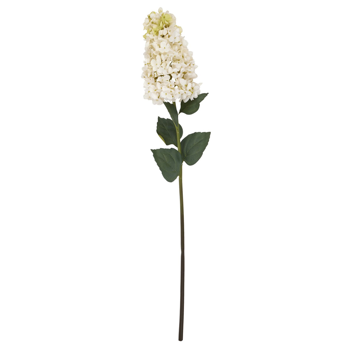 White Spear Hydrangea - White