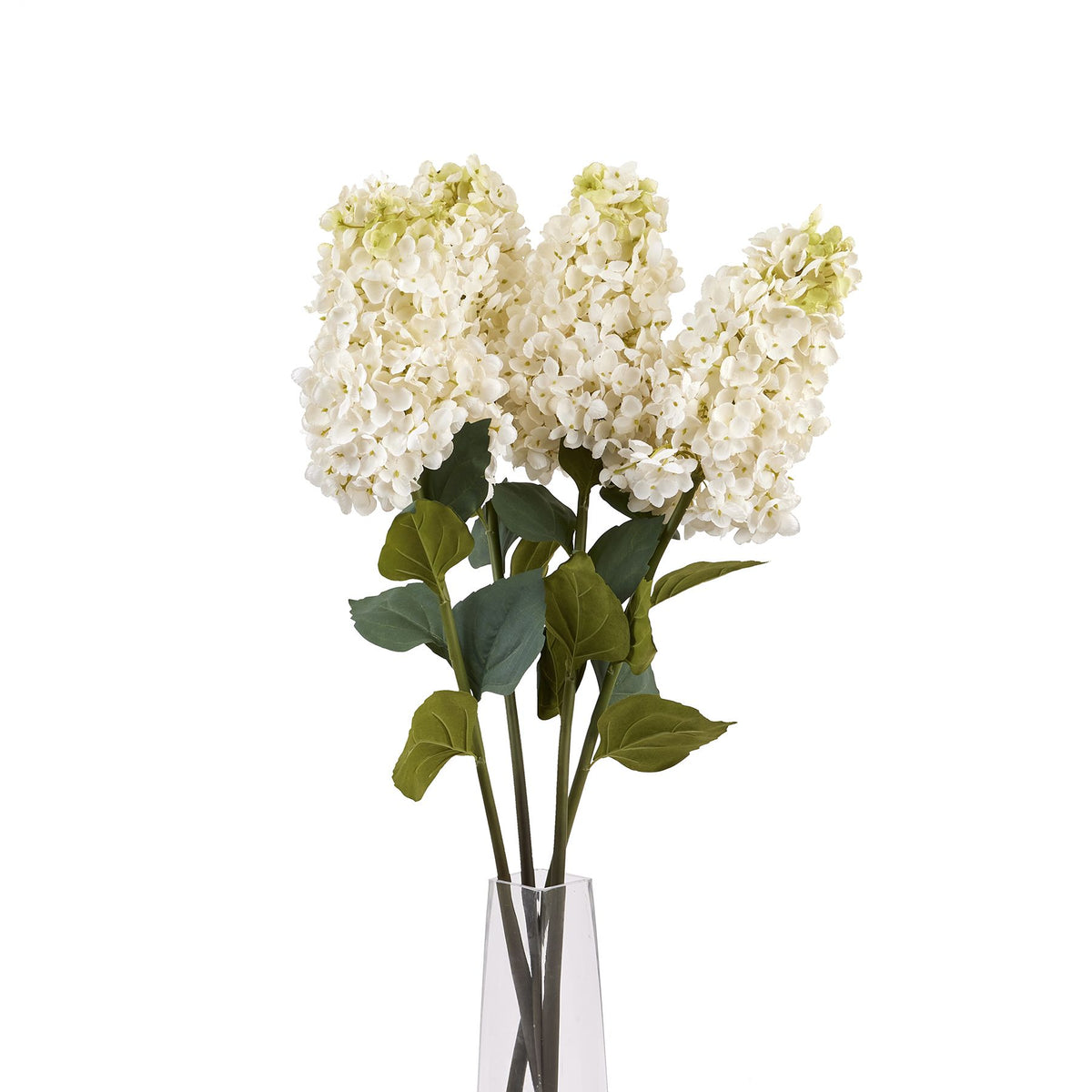 White Spear Hydrangea - White