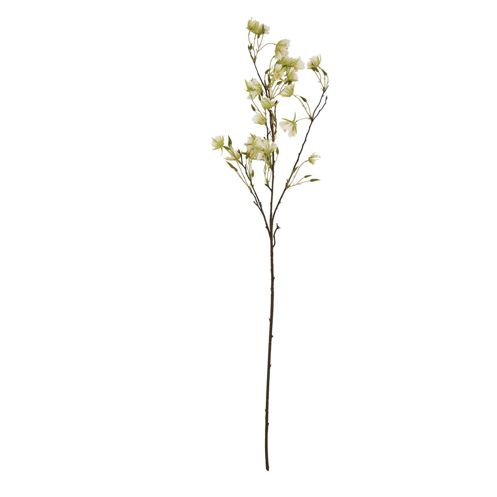 Elaeocarpus Stem - Green
