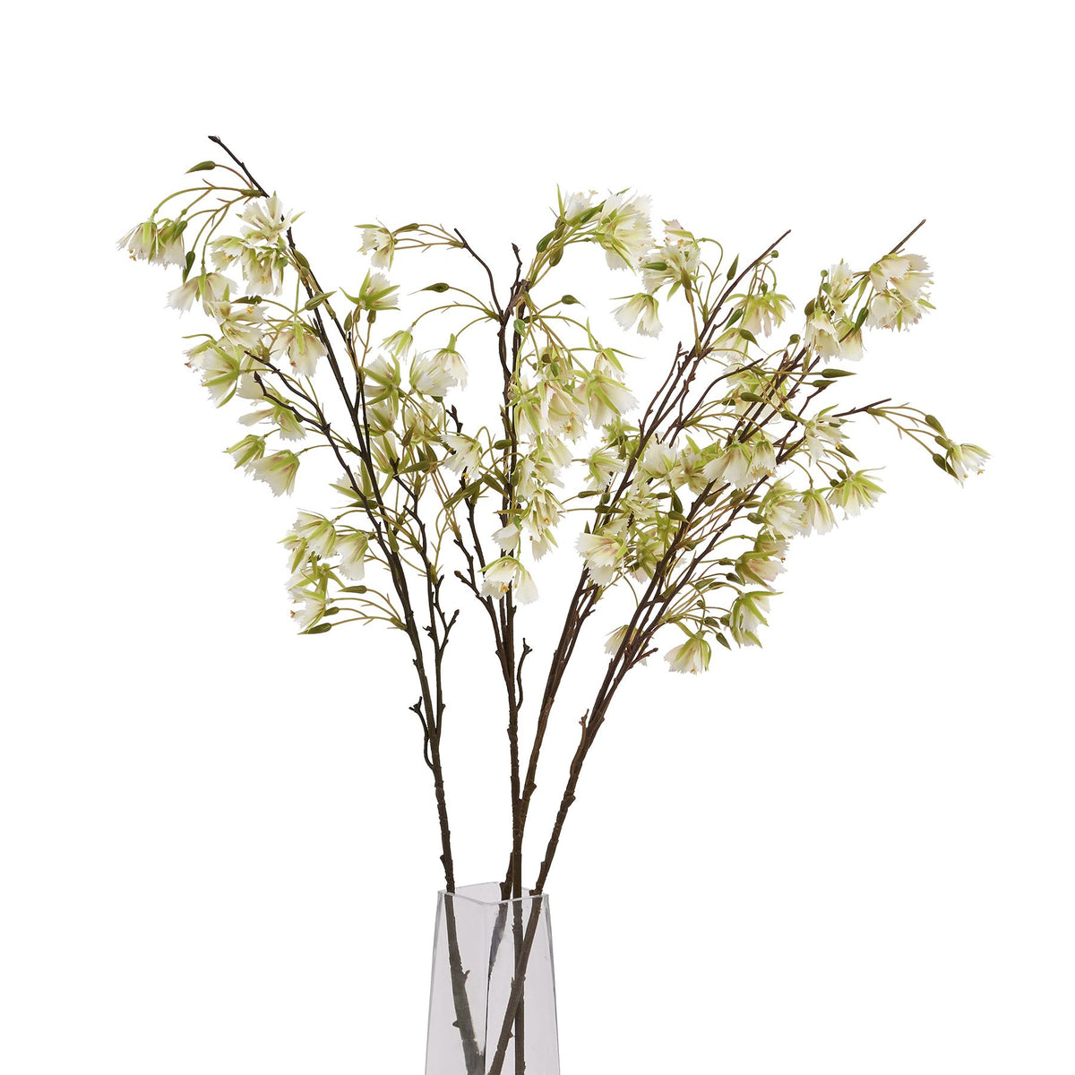 Elaeocarpus Stem - Green