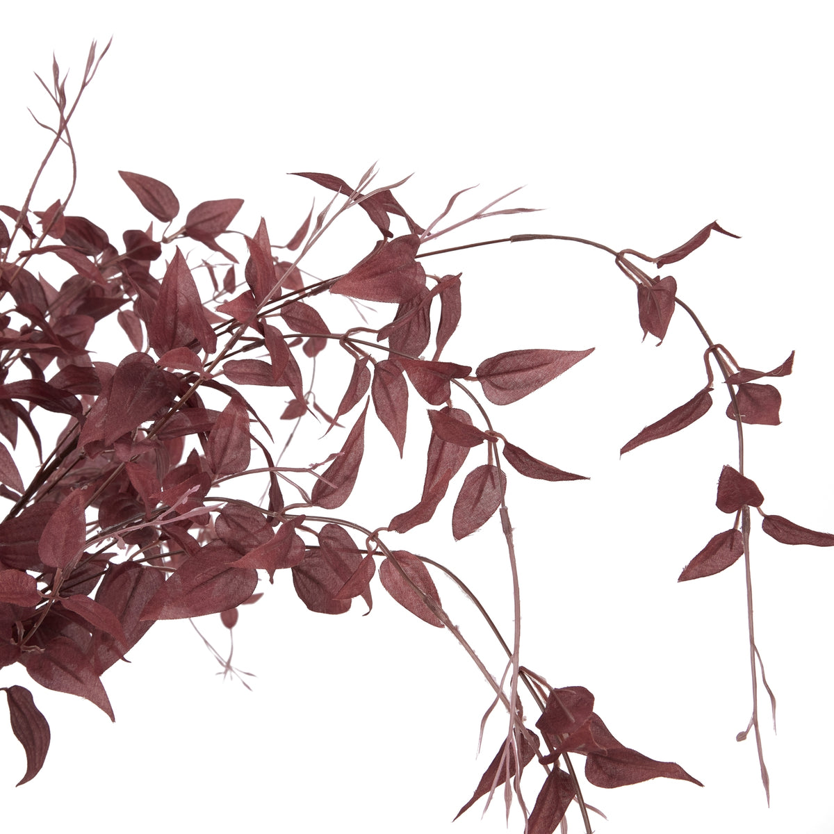 Ornamental Burgundy Leaf - Burgundy