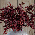 Ornamental Burgundy Leaf - Burgundy