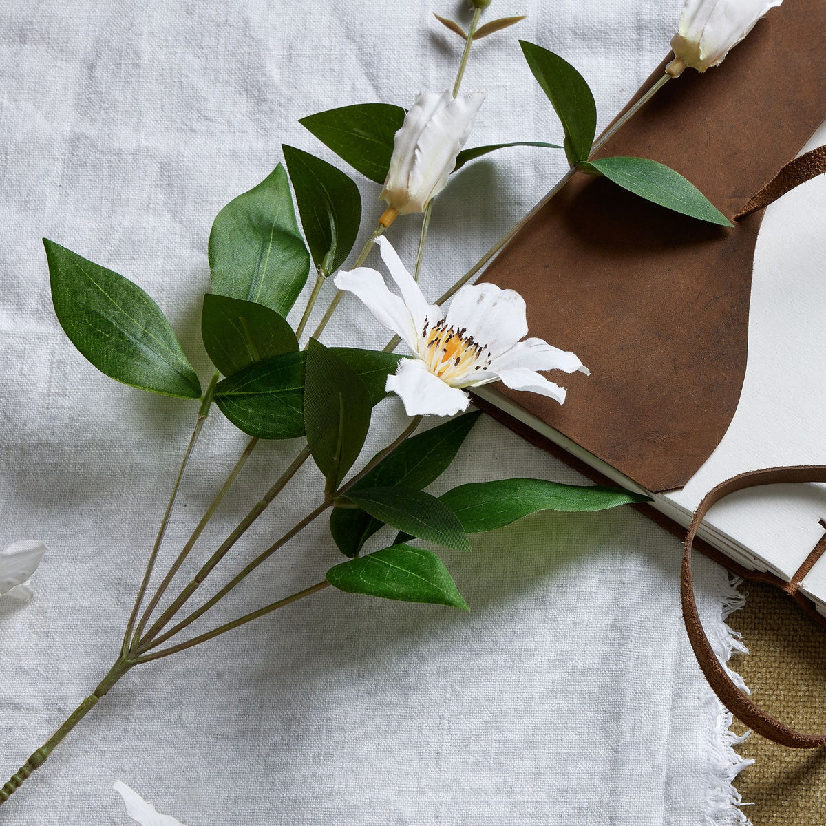 White Florida Clematis - White