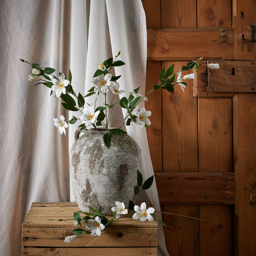 White Florida Clematis - White