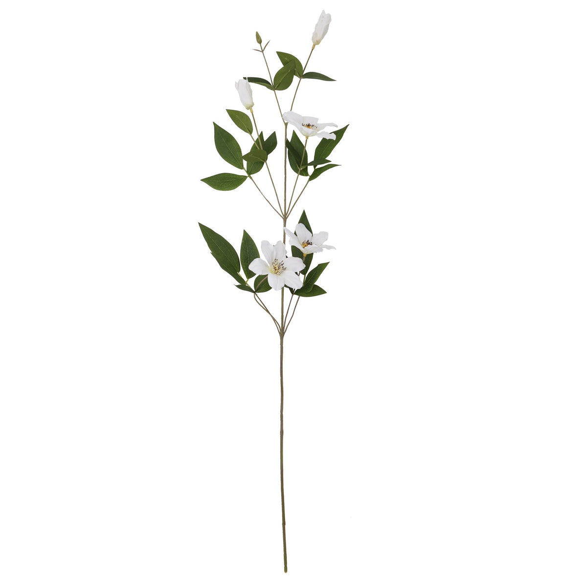 White Florida Clematis - White