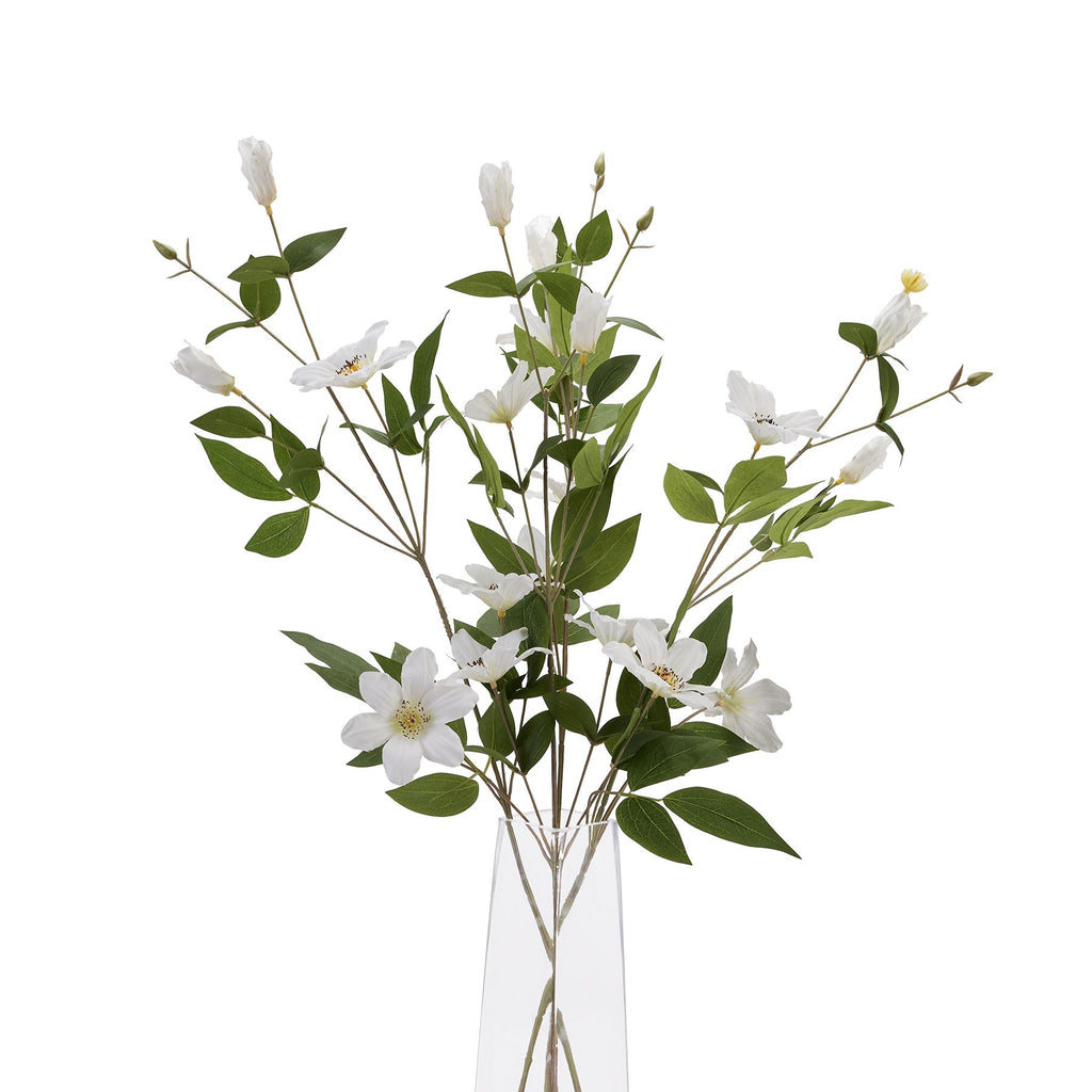 White Florida Clematis - White