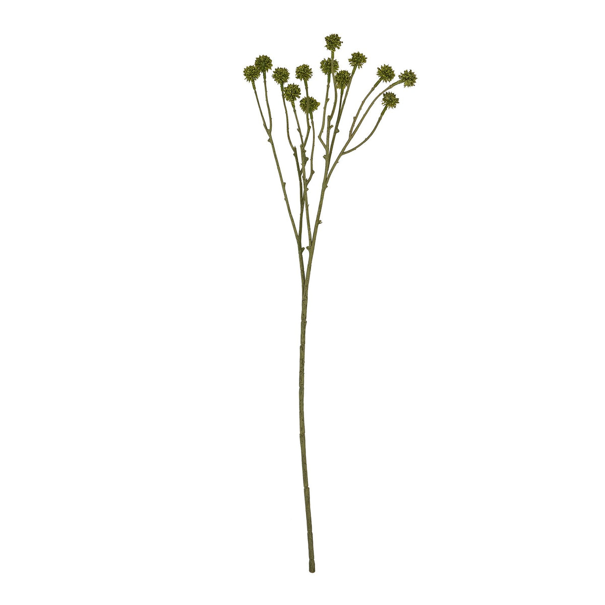 Green Craspedia Stem - Green