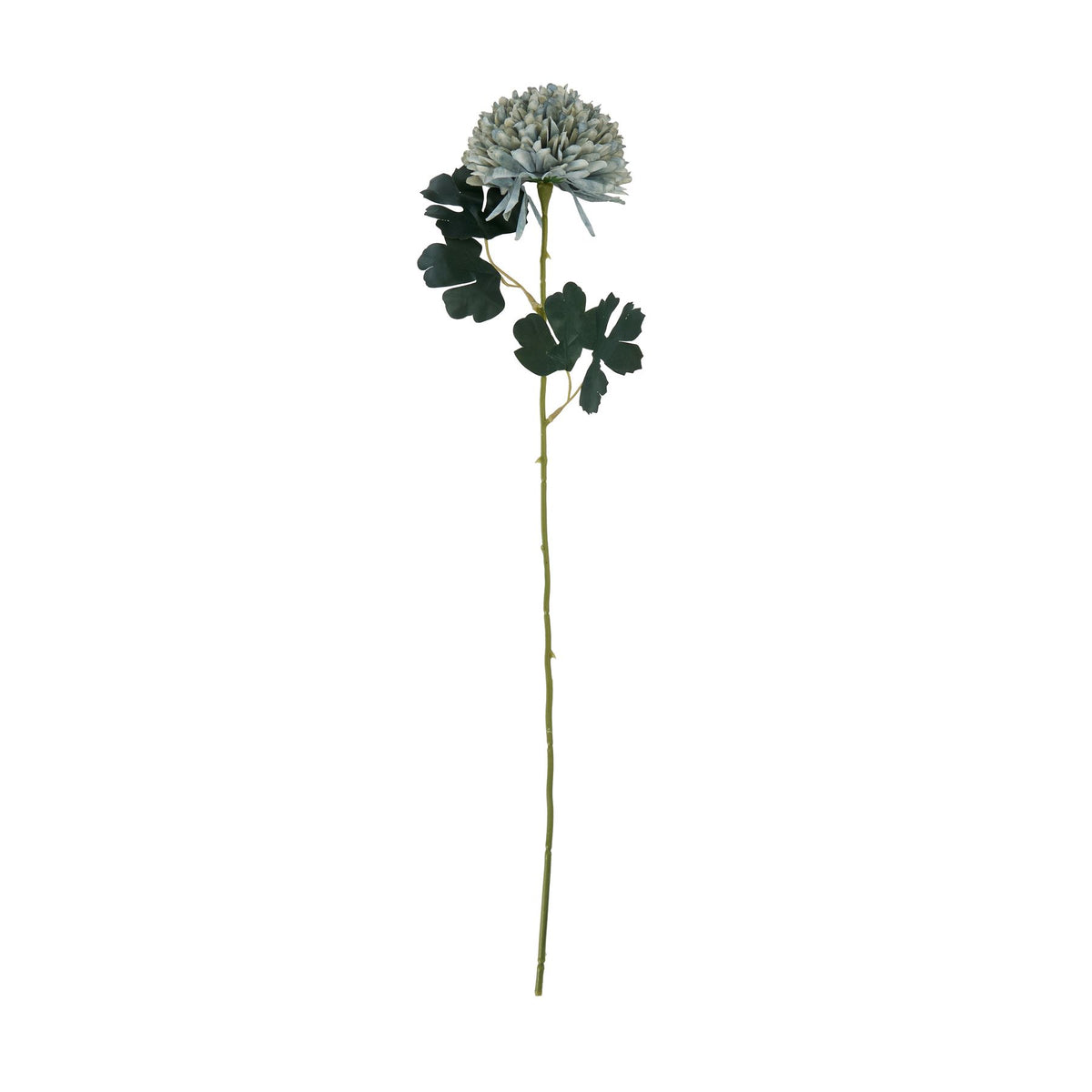 Pale Green Blue Short Chrysanthemum - Pale green