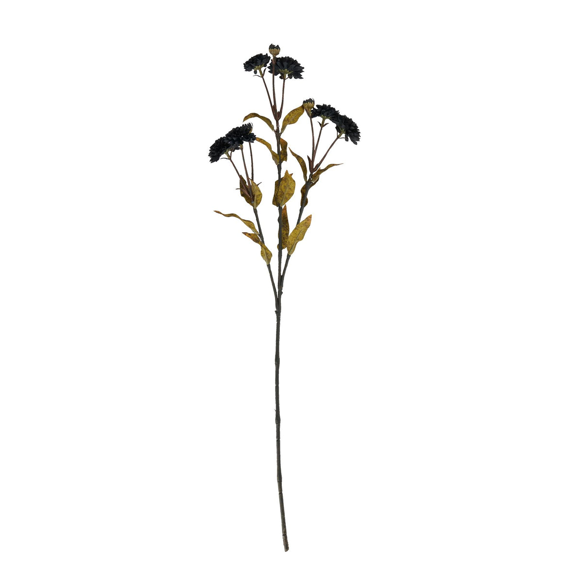 Black Chrysanthemum - Black