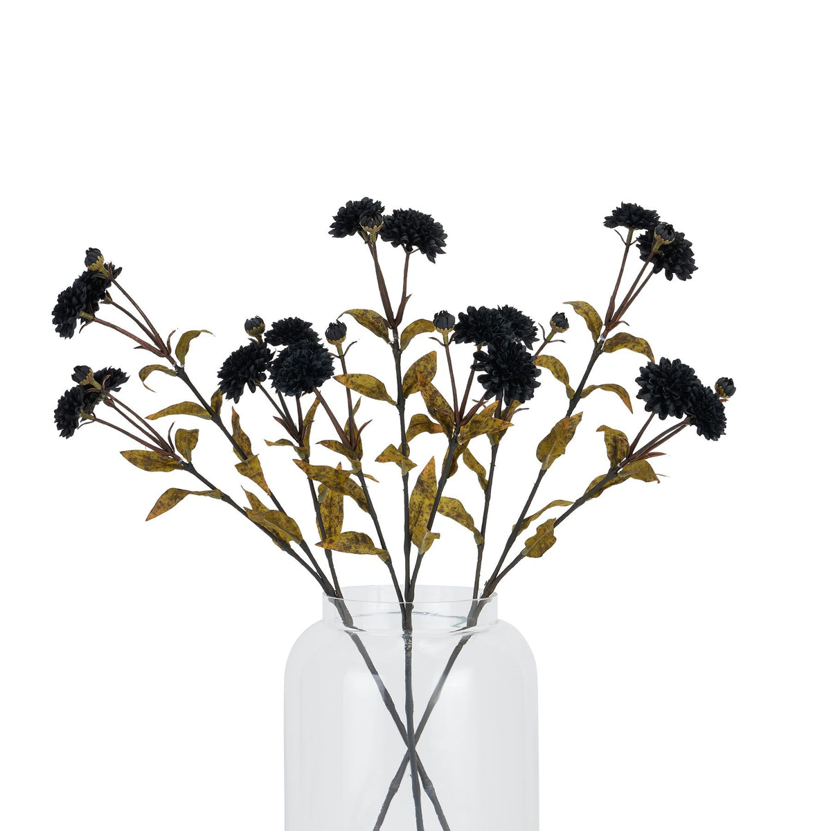 Black Chrysanthemum - Black