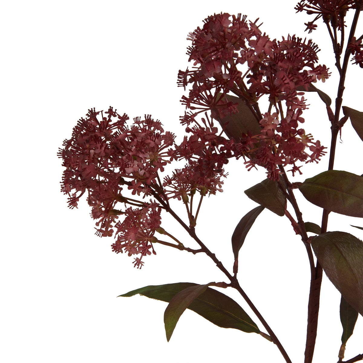 Medium Burgundy Smokebush Stem - Burgundy