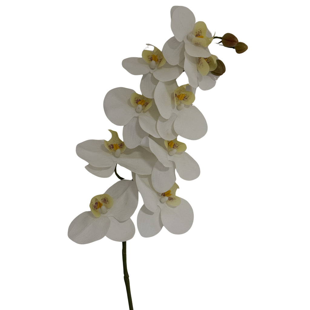 Tall White Butterfly Orchid Stem - White