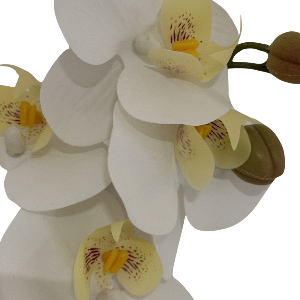 Tall White Butterfly Orchid Stem - White