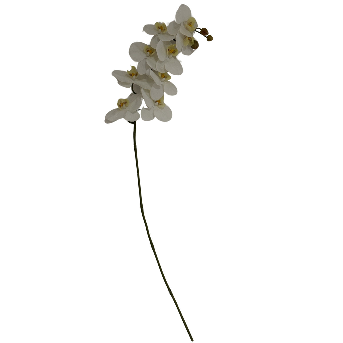 Tall White Butterfly Orchid Stem - White