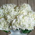 Natural Garden Collection White Allium