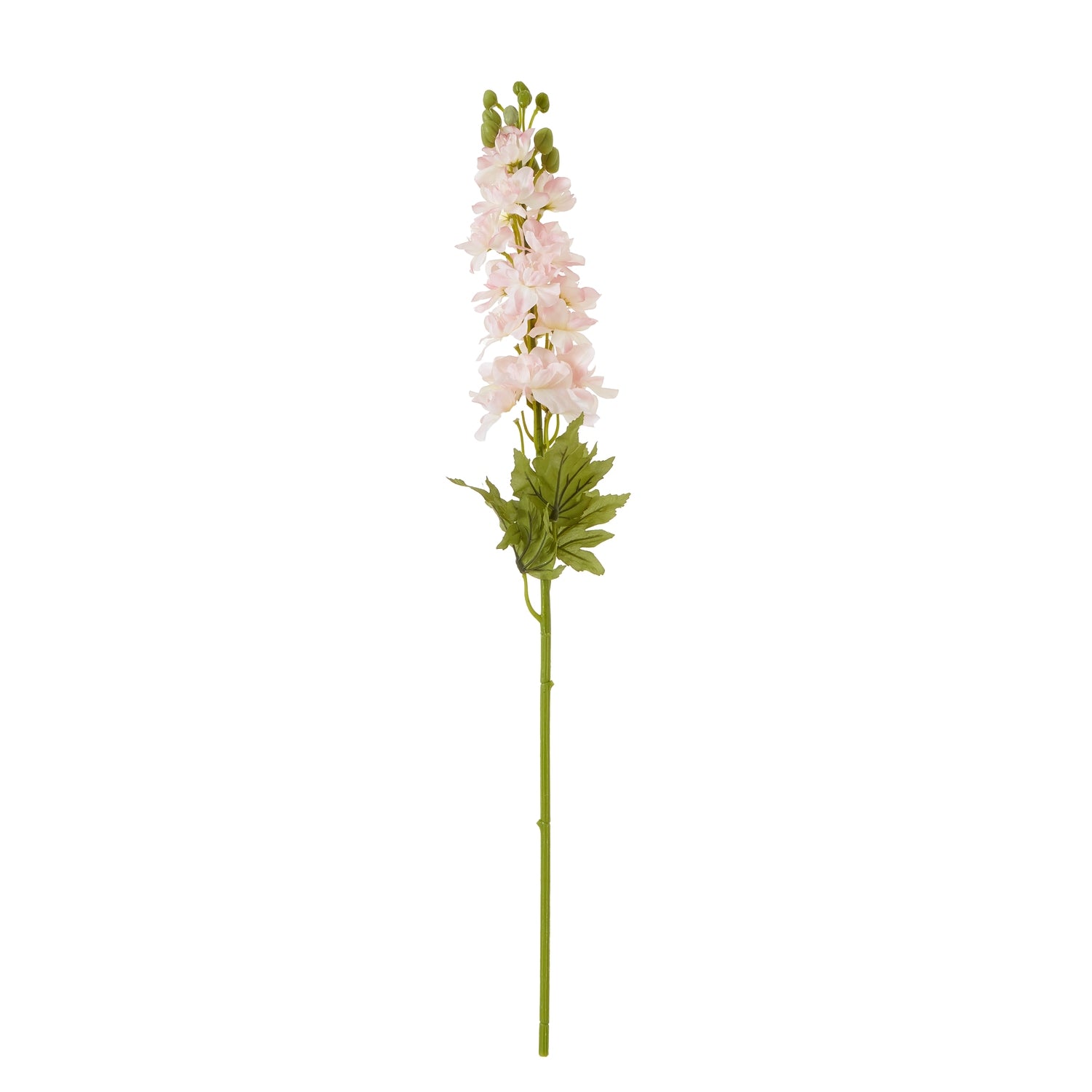 Natural Garden Collection Pink Elatum Delphinium
