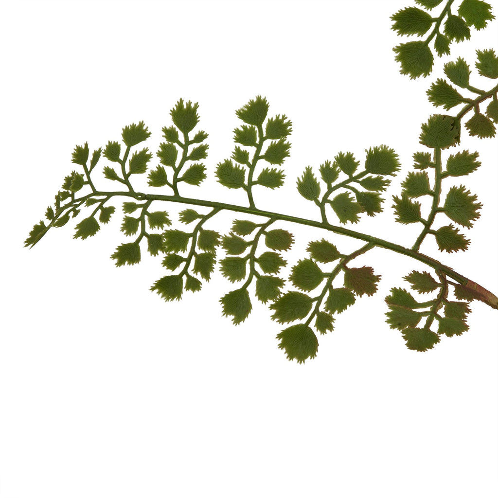 Natural Garden Collection Maidenhair Fern Stem - Green