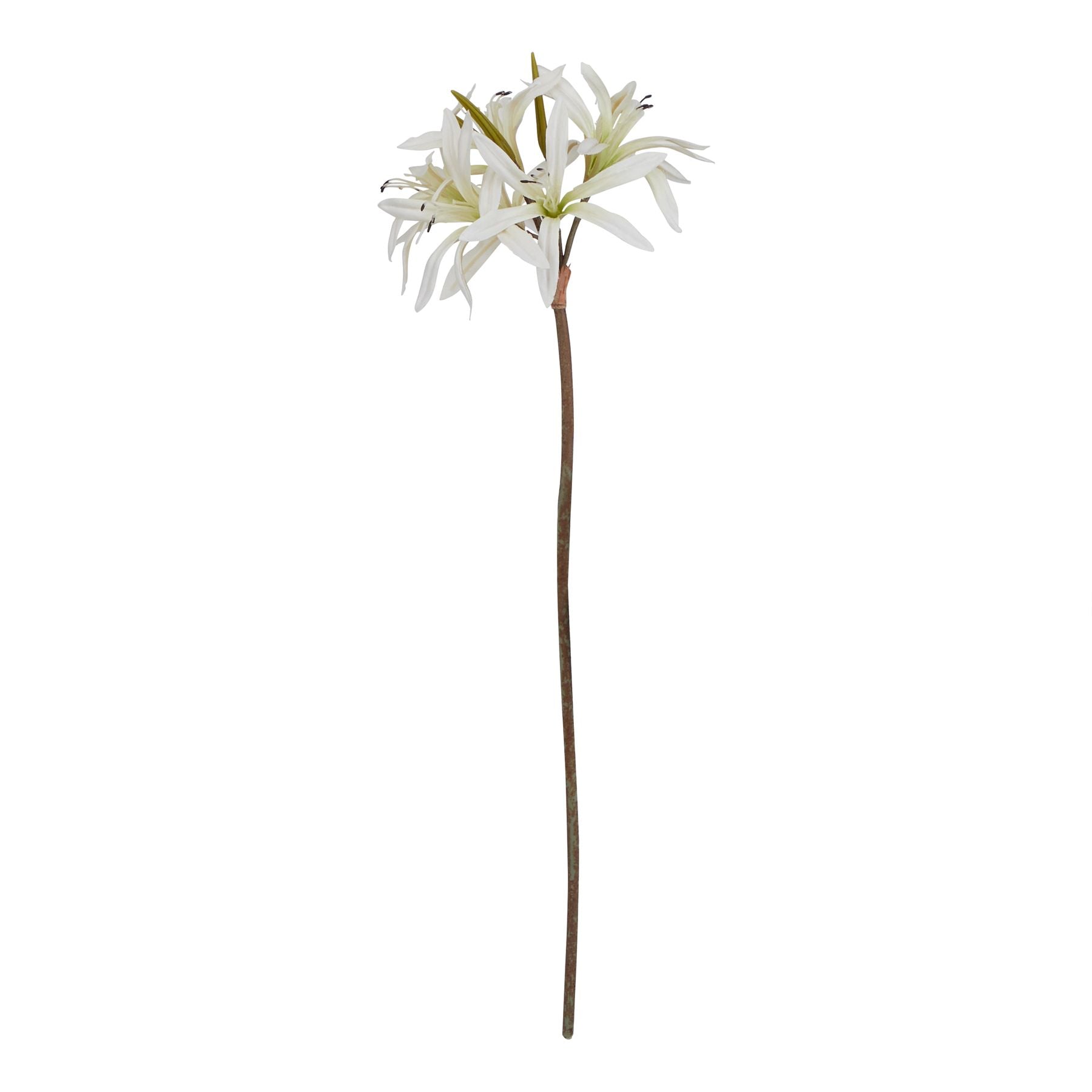 Natural Garden Collection White Nerine Lily Stem
