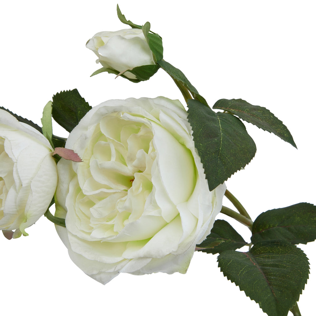 Natural Garden Collection White Charity Rose - White