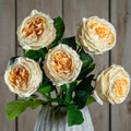 Natural Garden Collection Palest Blush Charity Rose