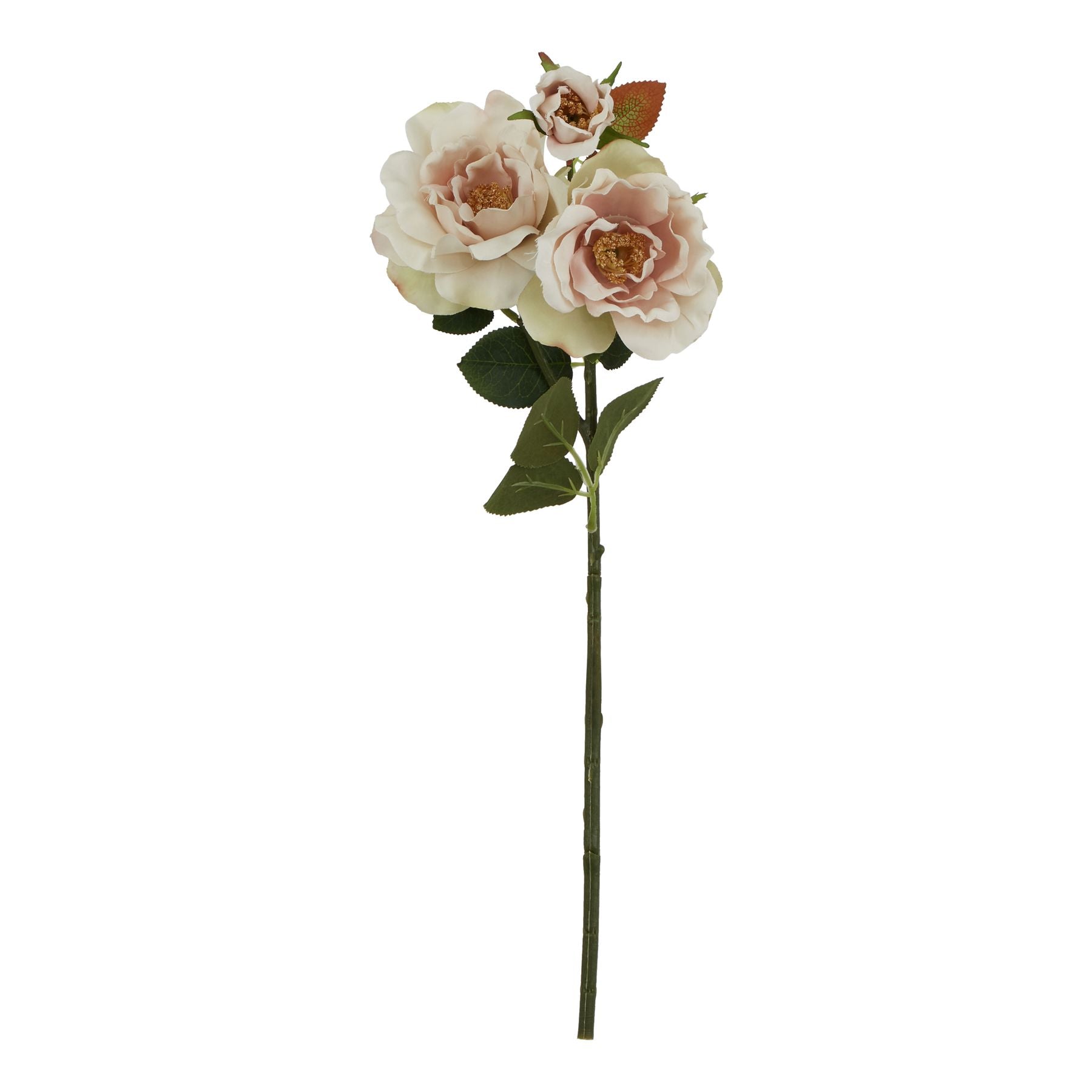 Natural Garden Collection Palest Blush Tea Rose