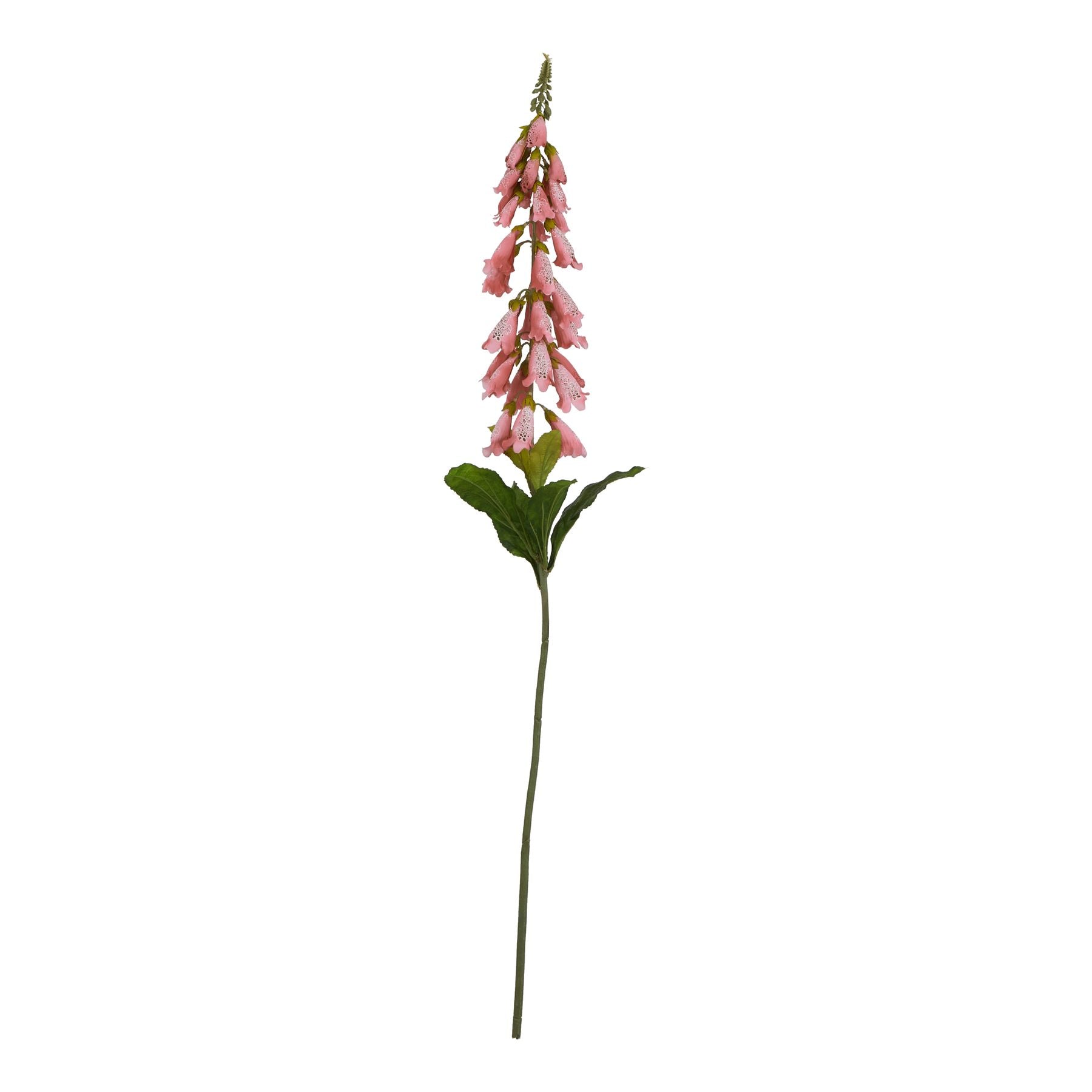 Natural Garden Collection Pale Pink Foxglove