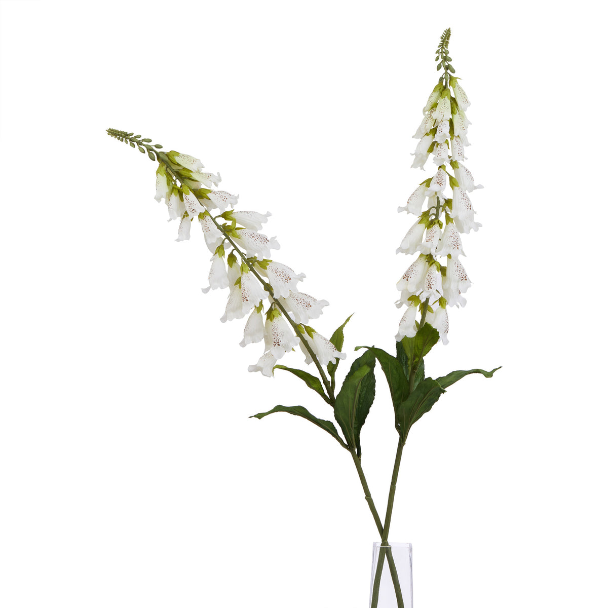 Natural Garden Collection White Foxglove - White