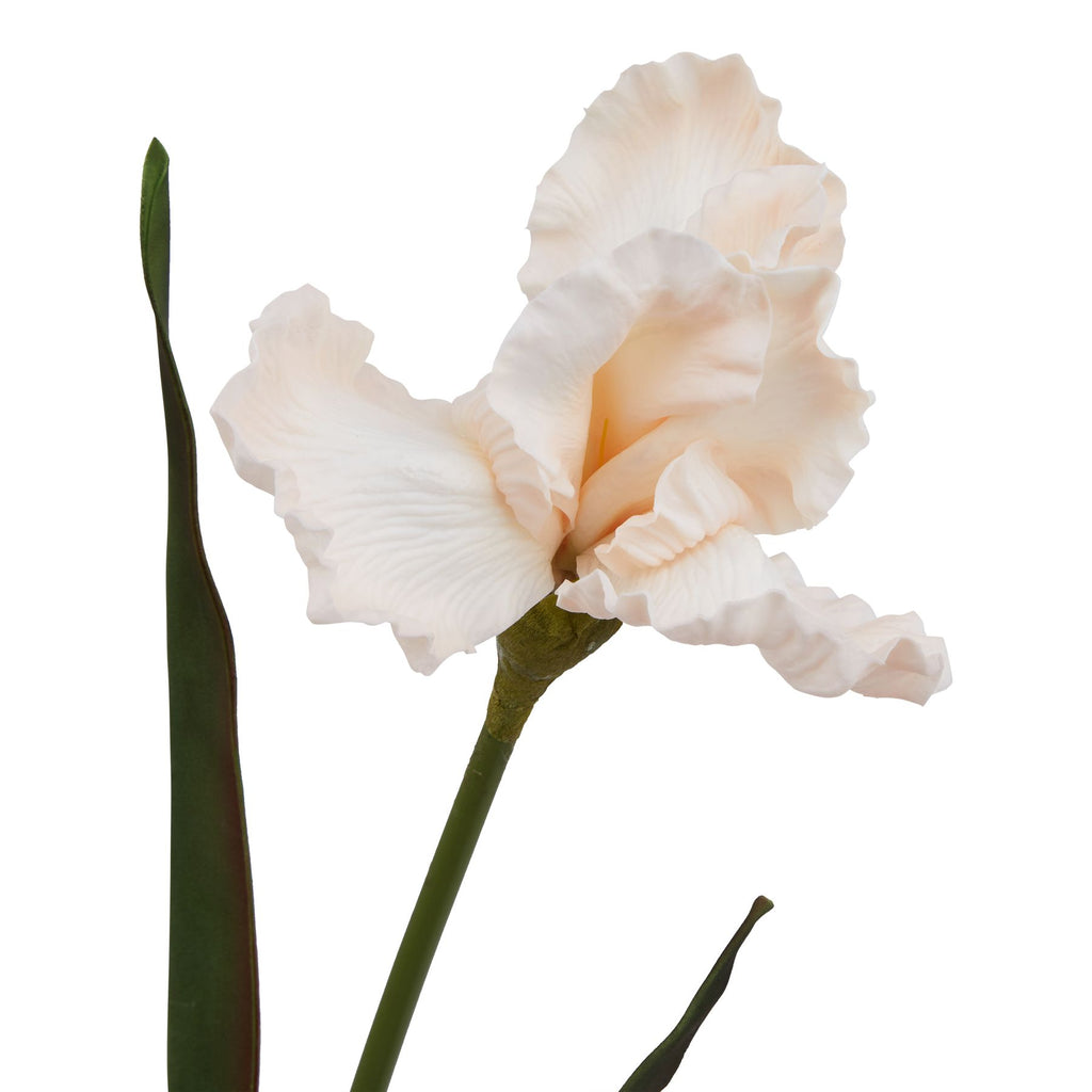 Natural Garden Collection Pale Apricot Fringed Iris