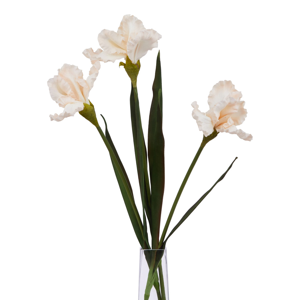 Natural Garden Collection Pale Apricot Fringed Iris
