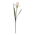 Natural Garden Collection Pale Apricot Fringed Iris