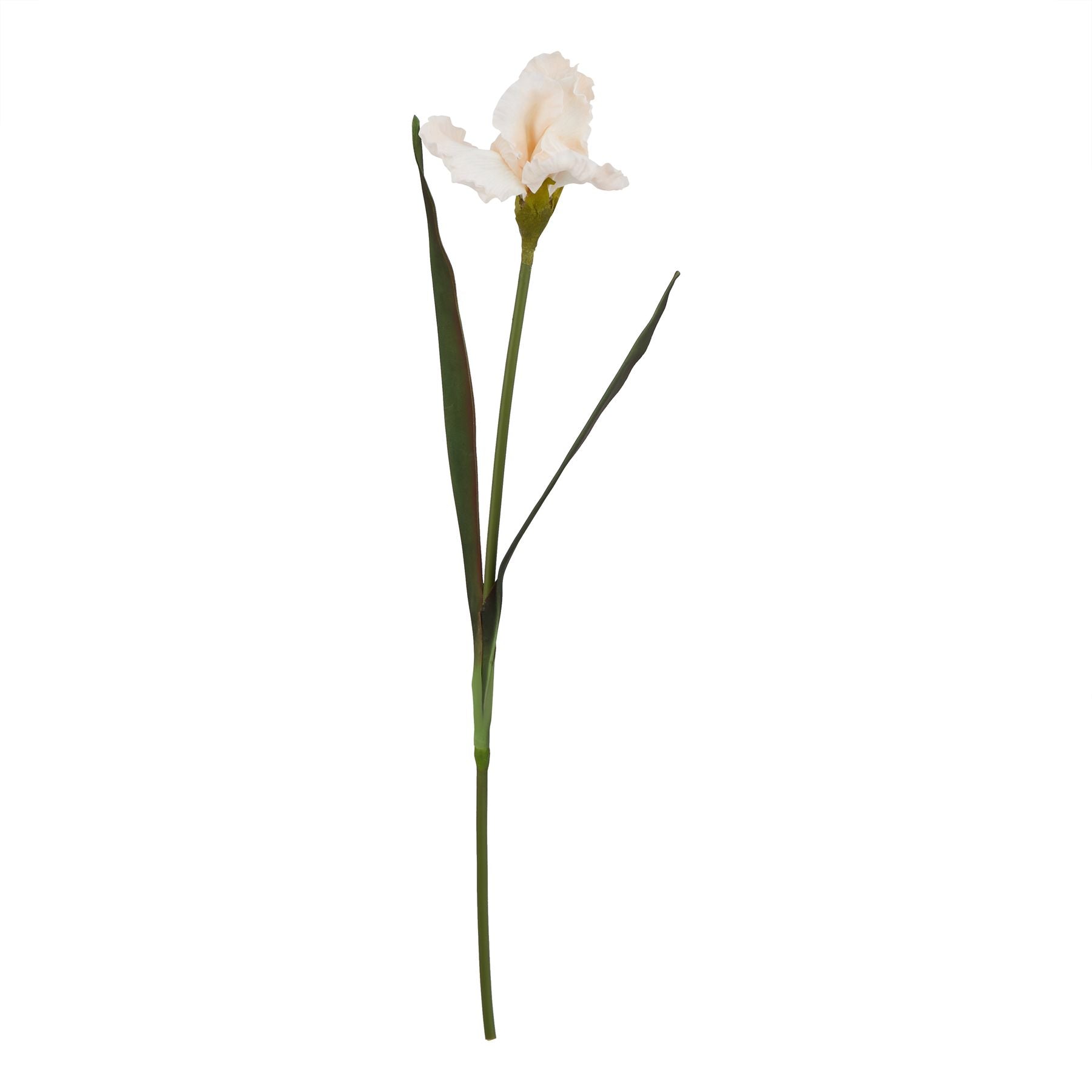 Natural Garden Collection Pale Apricot Fringed Iris