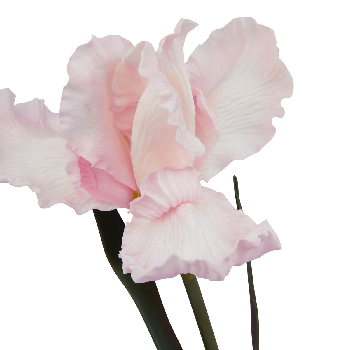 Natural Garden Collection Pale Pink Fringed Iris
