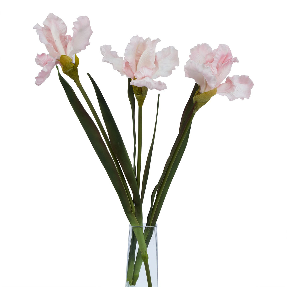 Natural Garden Collection Pale Pink Fringed Iris
