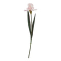 Natural Garden Collection Pale Pink Fringed Iris